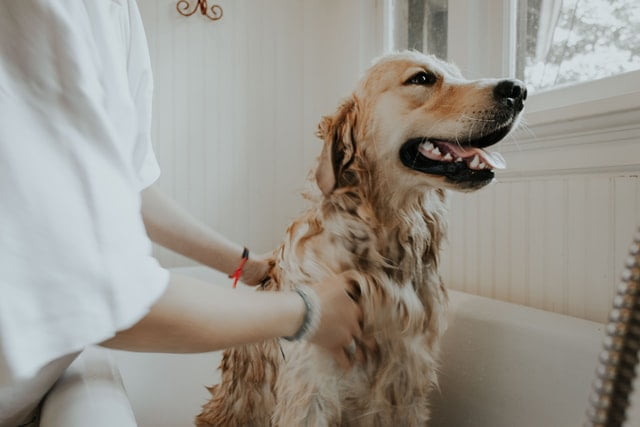 A person washing their dog.