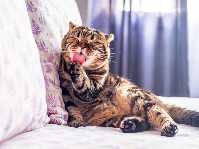 A cat sitting on a couch licking itself.