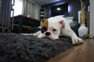 A dog lying on the carpet